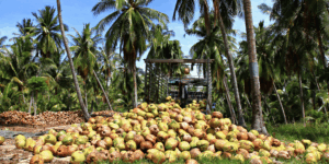 coconut harvesting