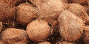 mature-brown-coconuts