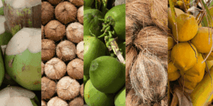 different types of coconuts
