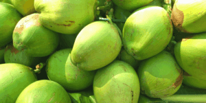young-green-coconuts