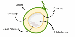 Insides of Coconuts