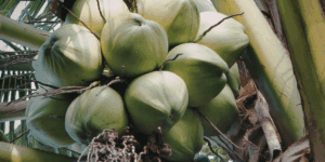 Young-Green-Coconuts