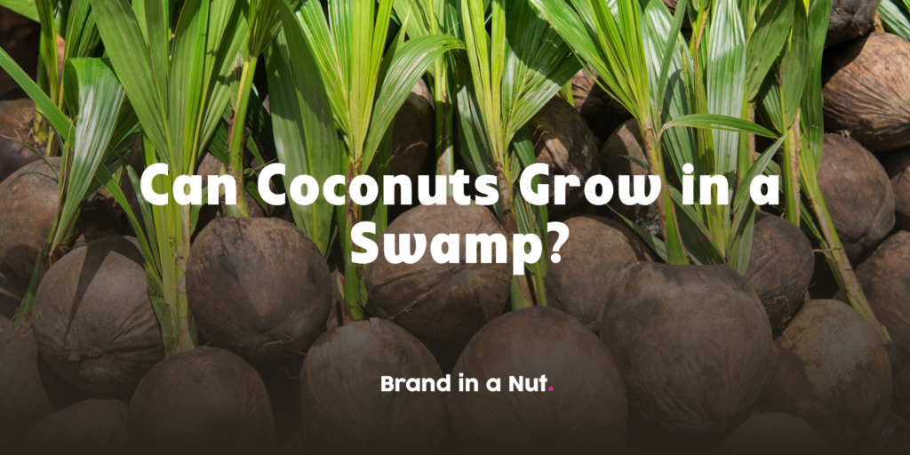 Can Coconuts Grow in a Swamp