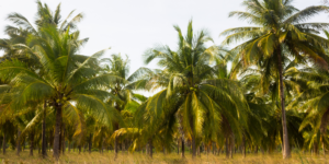 coconut farms